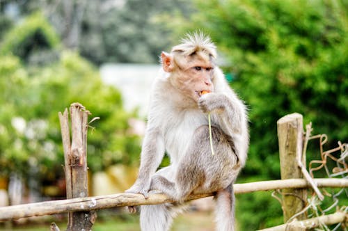 Ücretsiz çit üzerinde Maymun Stok Fotoğraflar