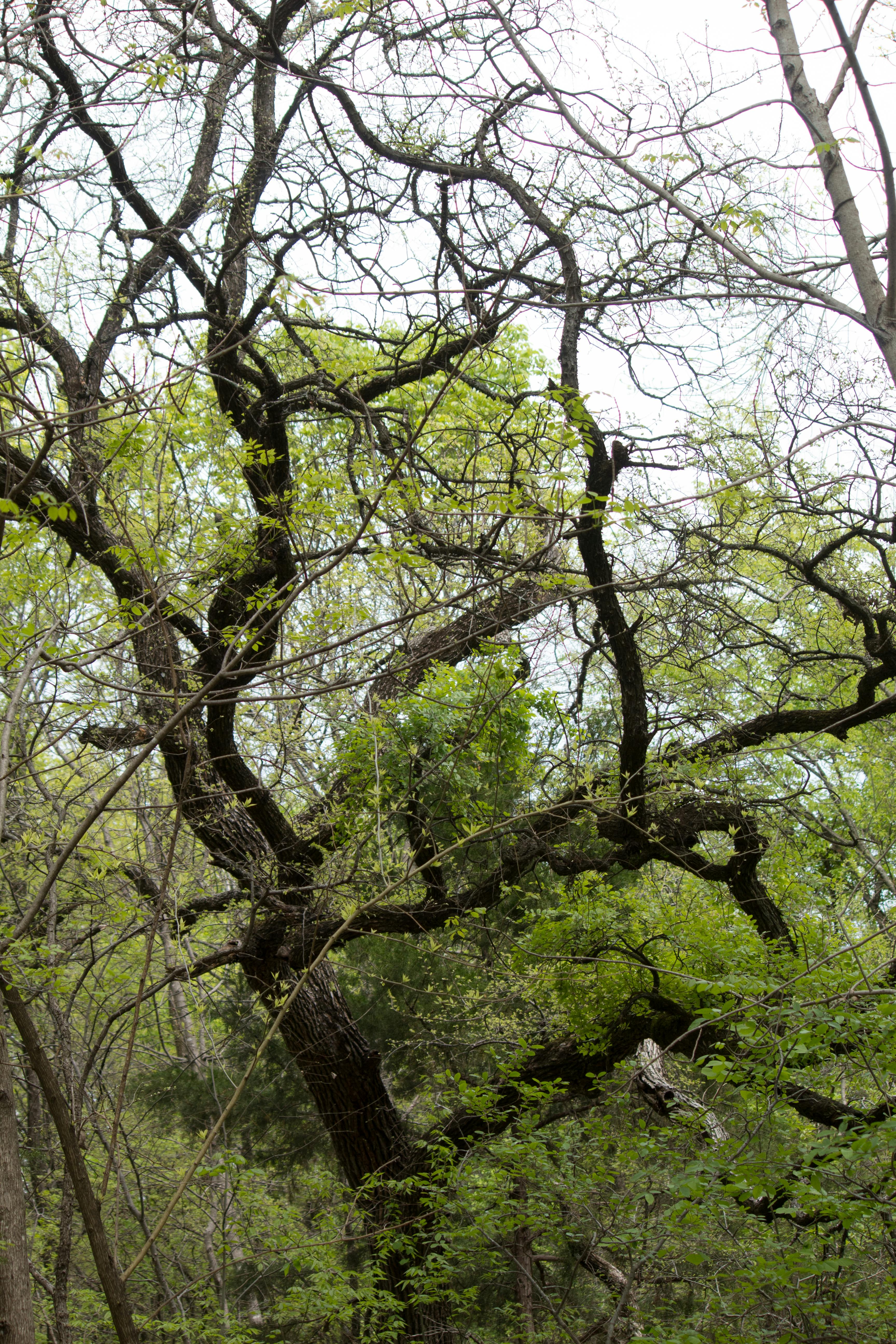 School Transport Bus