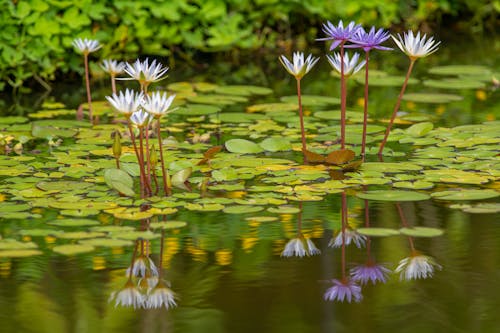 Blooming Waterlily Flowers in the Water