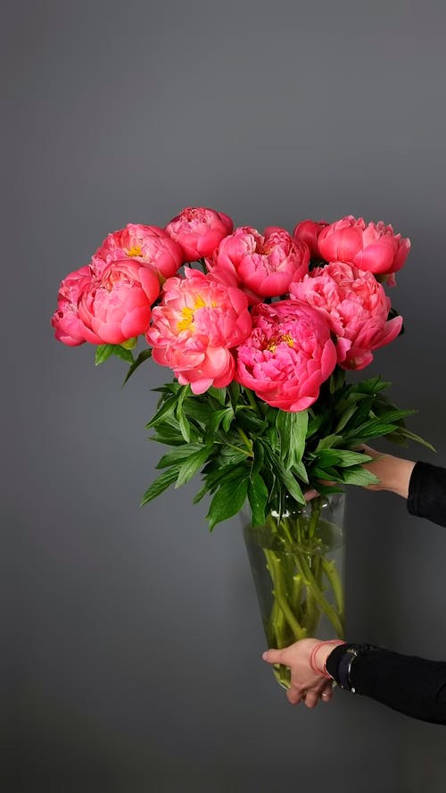 Free Bouquet of fresh red peonies with green leaves in vase demonstrated by crop anonymous person against gray background Stock Photo