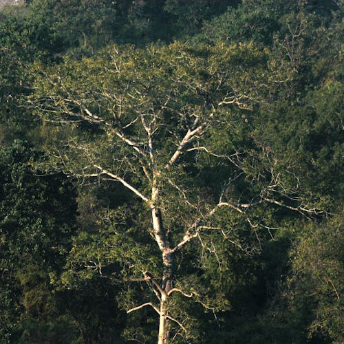 Bamboo Tree during Daytime · Free Stock Photo