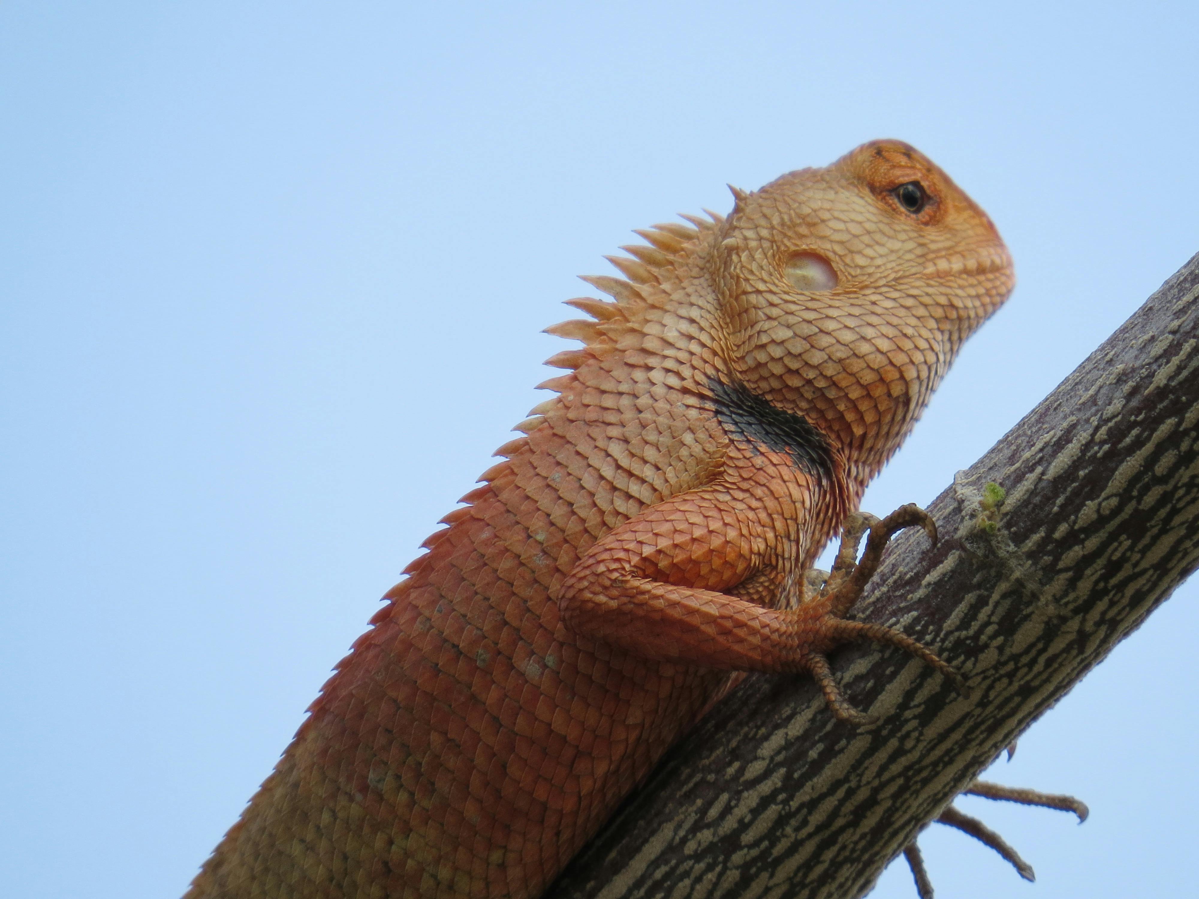 Health insurance mobile app connected to fitness tracker
