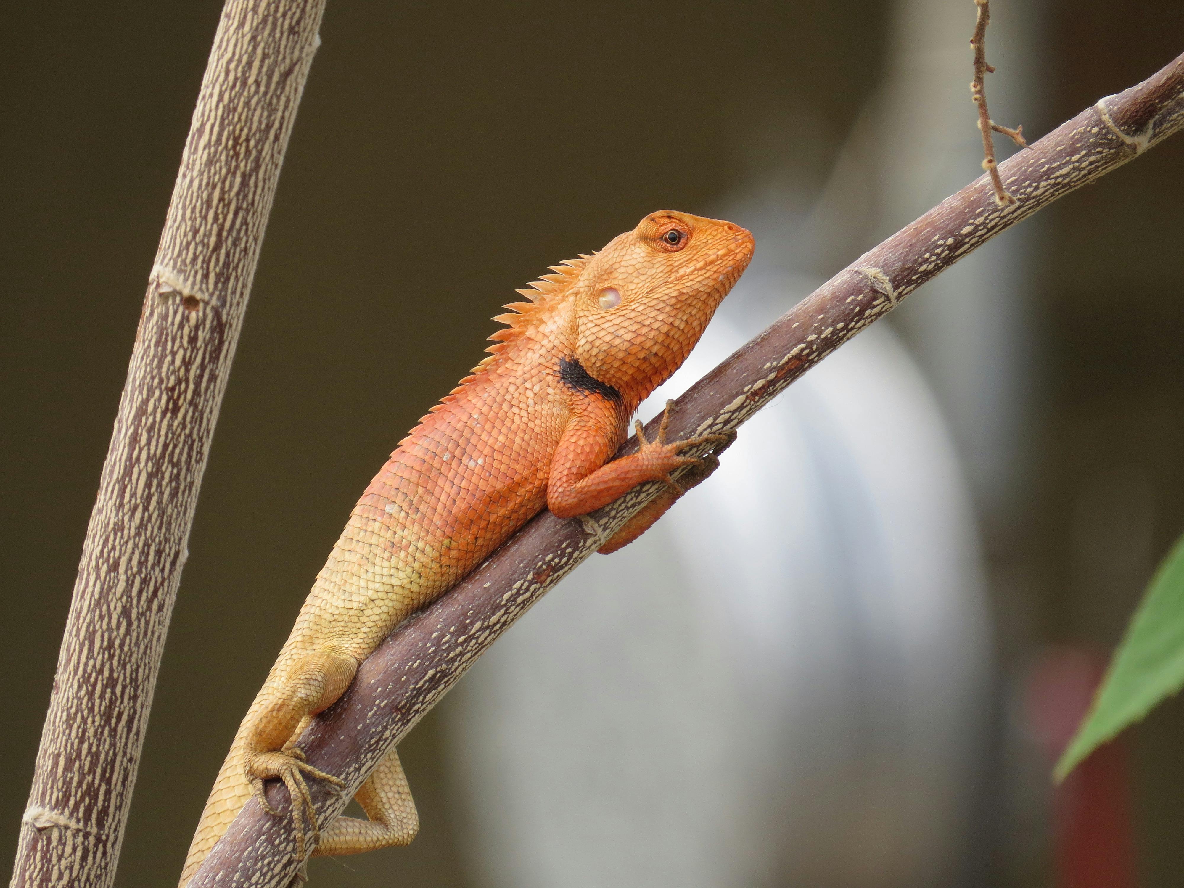 Close-up of a colorful Oriental garden lizard resting on a branch in natural habitat.