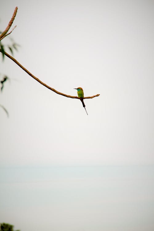 Δωρεάν στοκ φωτογραφιών με birdy, ορντι