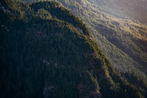 бесплатная Бесплатное стоковое фото с Аэрофотосъемка, деревья, лес Стоковое фото