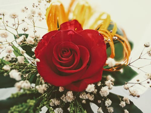 Free Blossoming red rose with gentle bud among Gypsophila Stock Photo