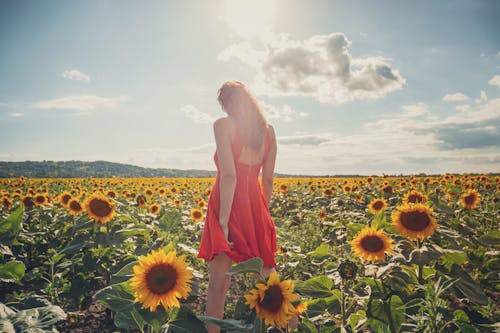 Back View of a Woman Standing on a Sunflower Field