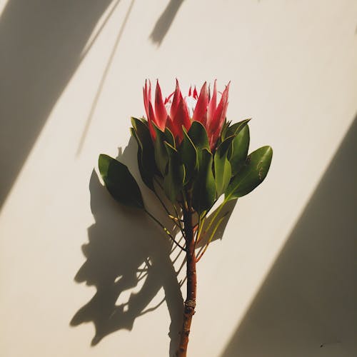 Branch of tropical protea with green leaves and big bud placed against white wall in sunlight