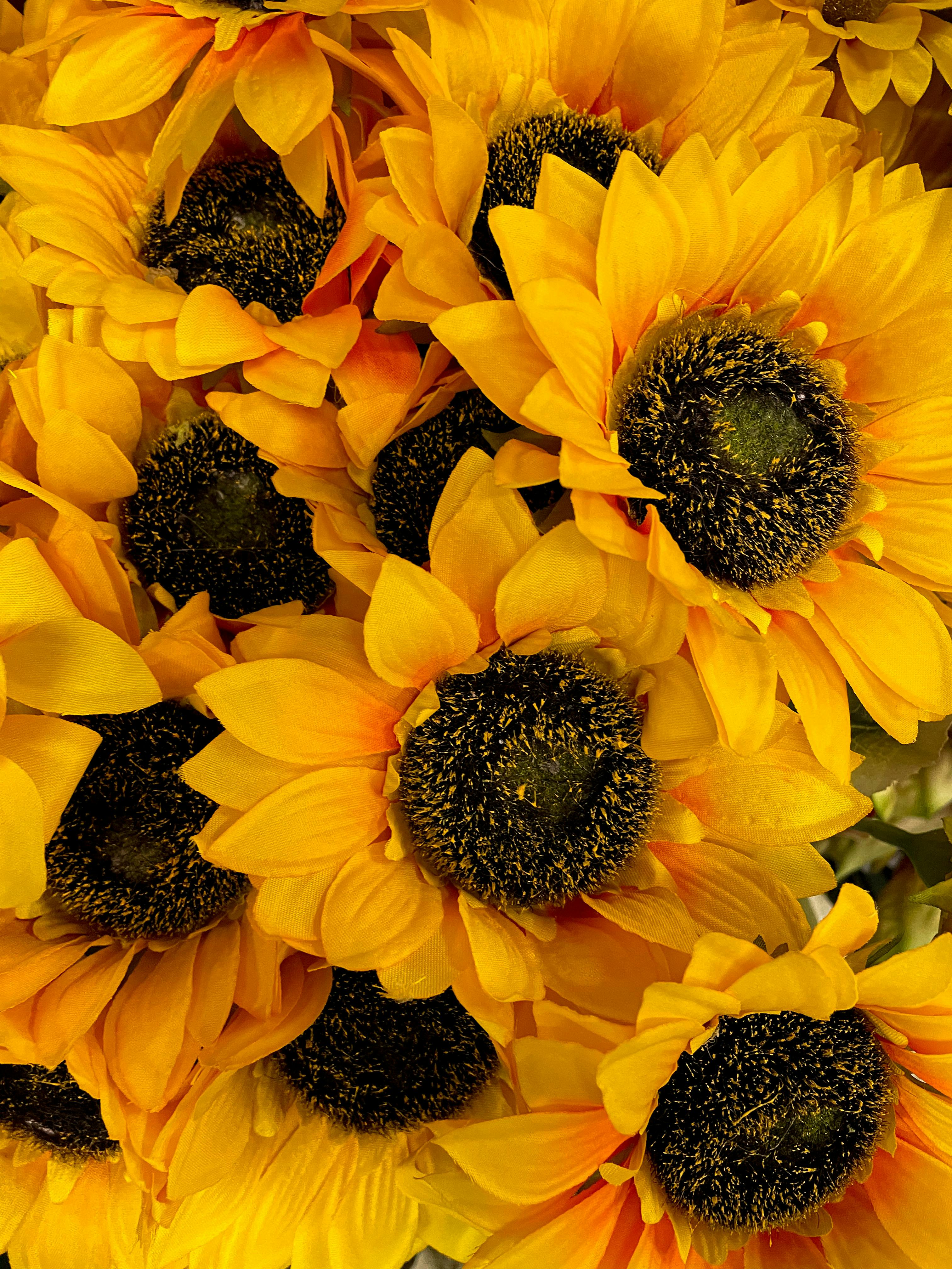 Bright yellow sunflowers in full bloom captured in a close-up shot, showcasing their vibrant beauty.