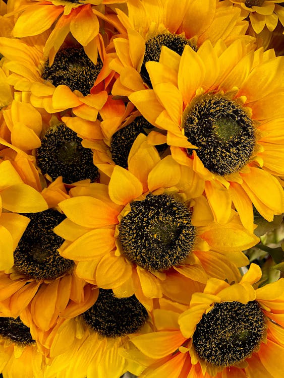 A Close-up Shot of Yellow Sunflowers · Free Stock Photo