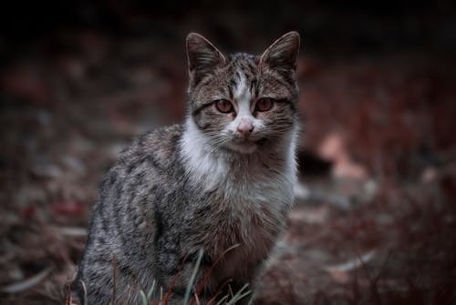 cara mengobati jamur kucing pada manusia