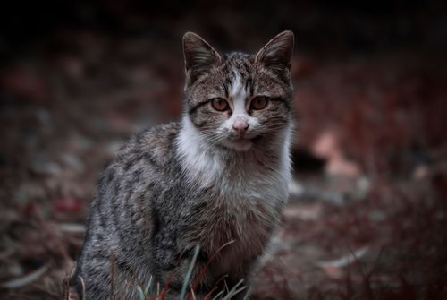 Free Adorable tabby cat sitting in natural setting. Perfect pet photography with a focus on whiskers. Stock Photo