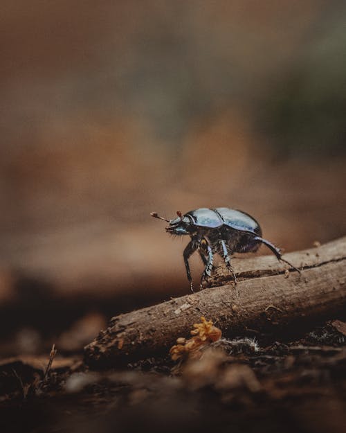 Foto stok gratis beetle, fokus selektif, fotografi serangga
