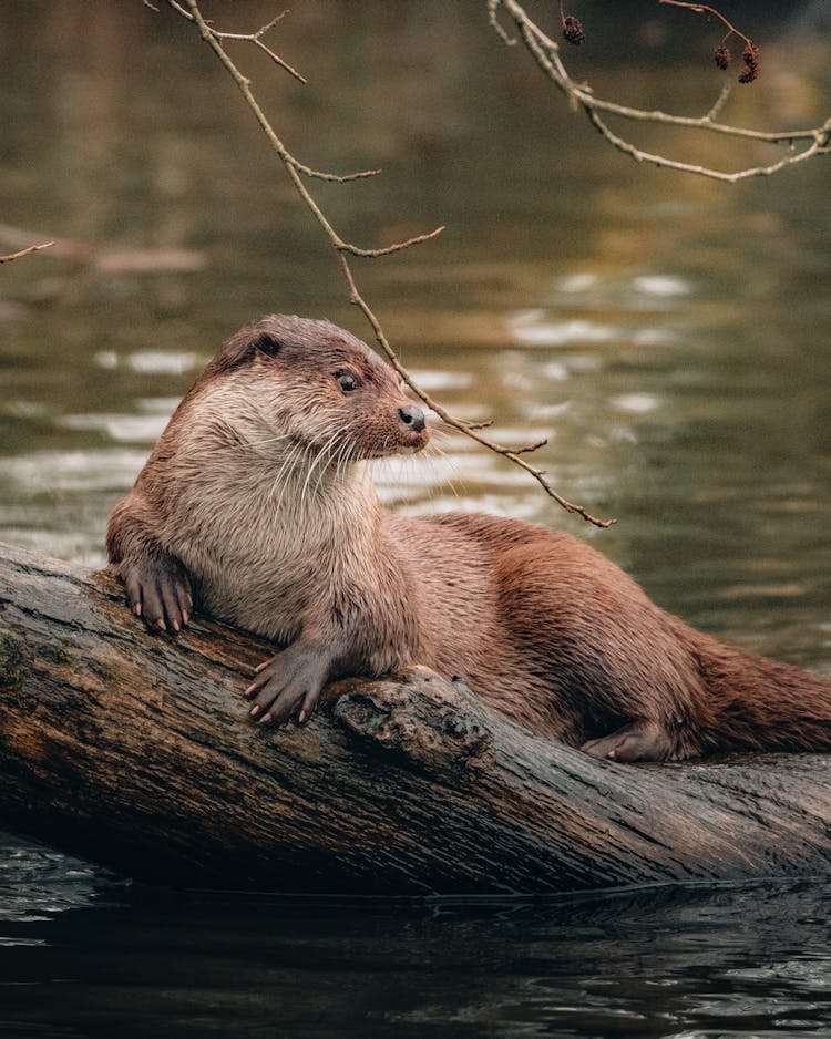 River Otter On Brown Tree Trunk