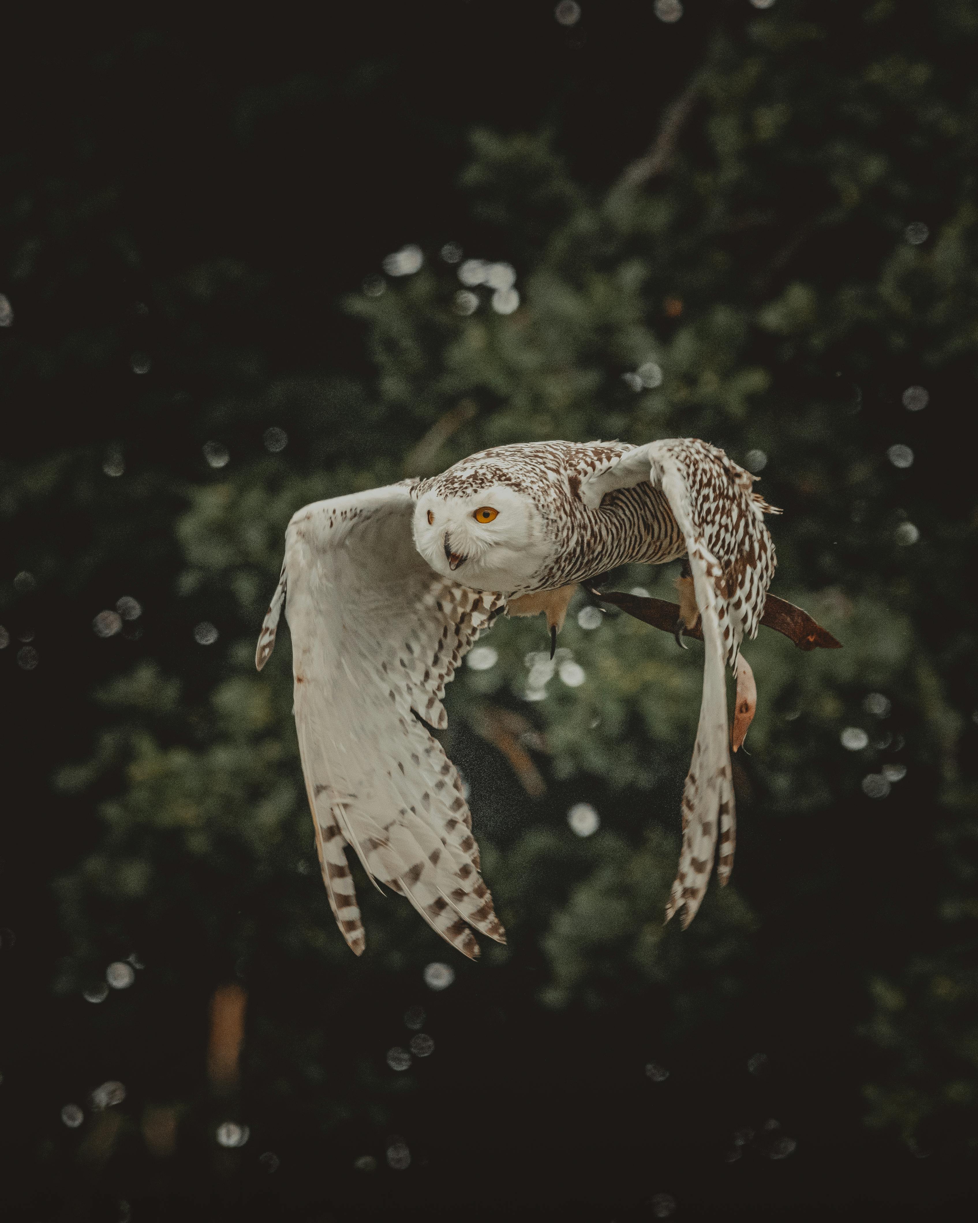 Owls wallpaper