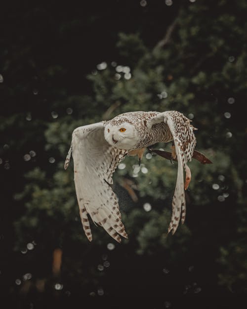 Wild white owl with wide wings flying in nature against green tree in daytime