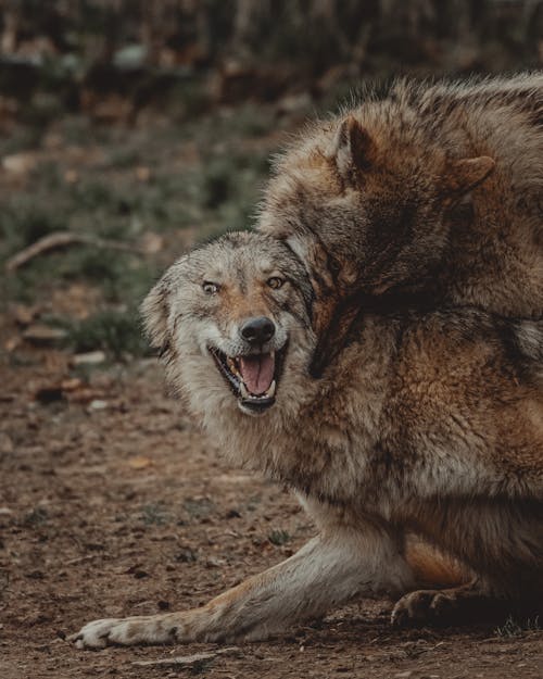 Wild wolves fighting and biting on ground on blurred background of woods in daylight