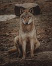 Wolf sitting in forest in daytime