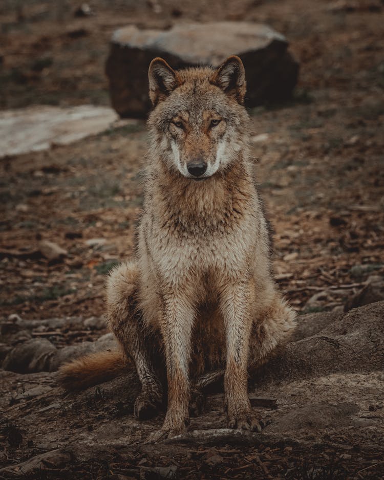 Wolf Sitting In Forest In Daytime