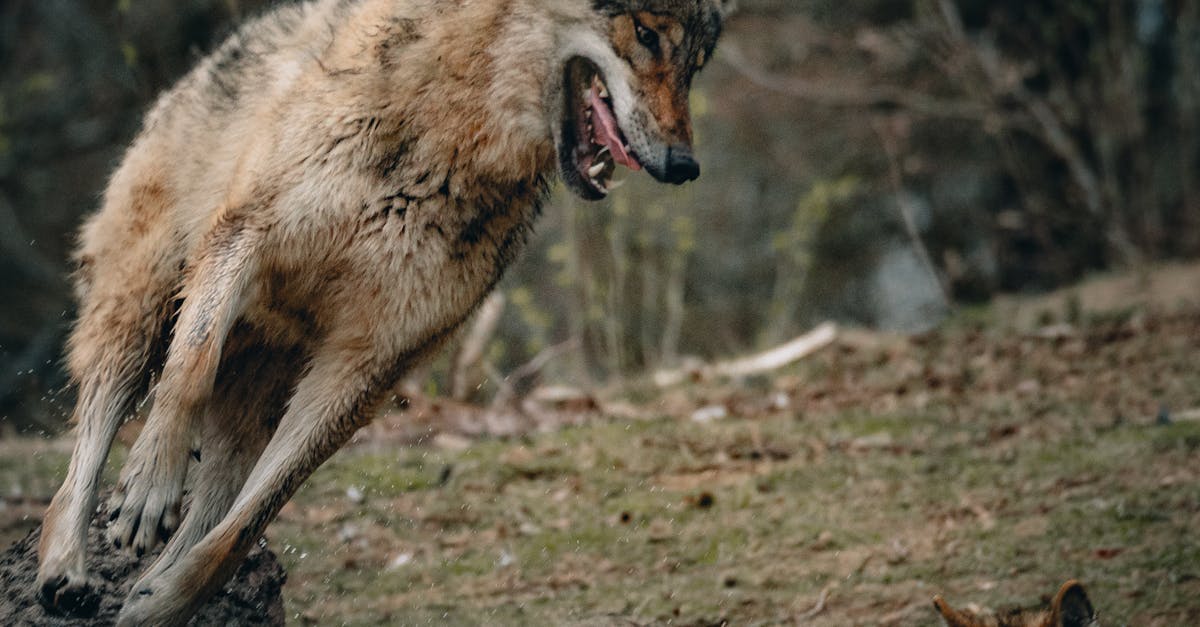 How to play attack in women's lacrosse