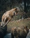 Wild wolf with gray fur roaring and grinning while running to wolf on blurred background of forest in daytime