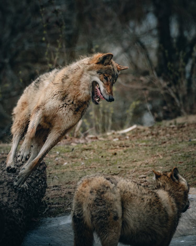 Wolf Grinning While Attacking Wolf In Forest