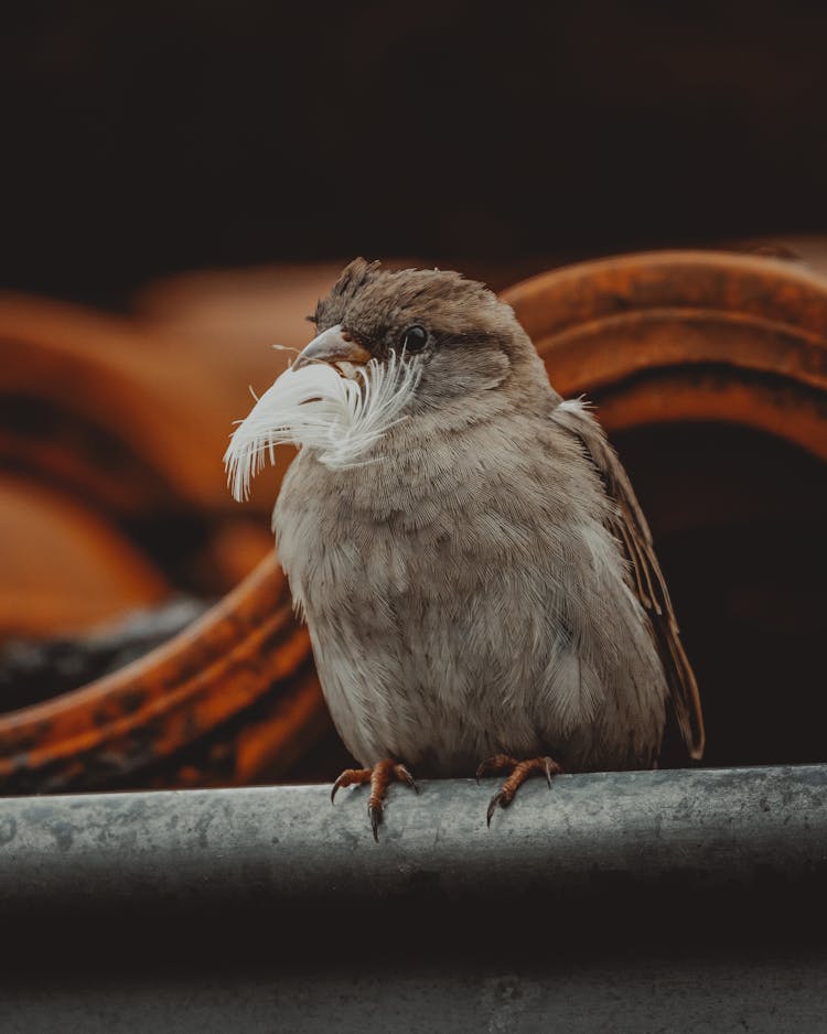 Cute Sparrow With White Feather In Beak