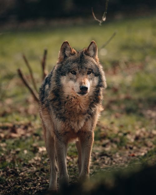 Free Calm focused wolf observing and looking away while hunting and standing on lawn in woods on sunset in evening in autumn in daylight Stock Photo