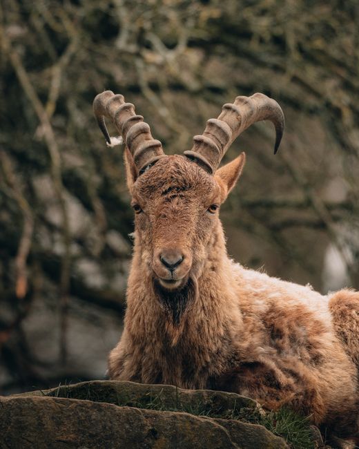 Wild brown hairy mountain goat with sharp horns looking at camera while resting on grassy rocks of mountain in autumn in daylight