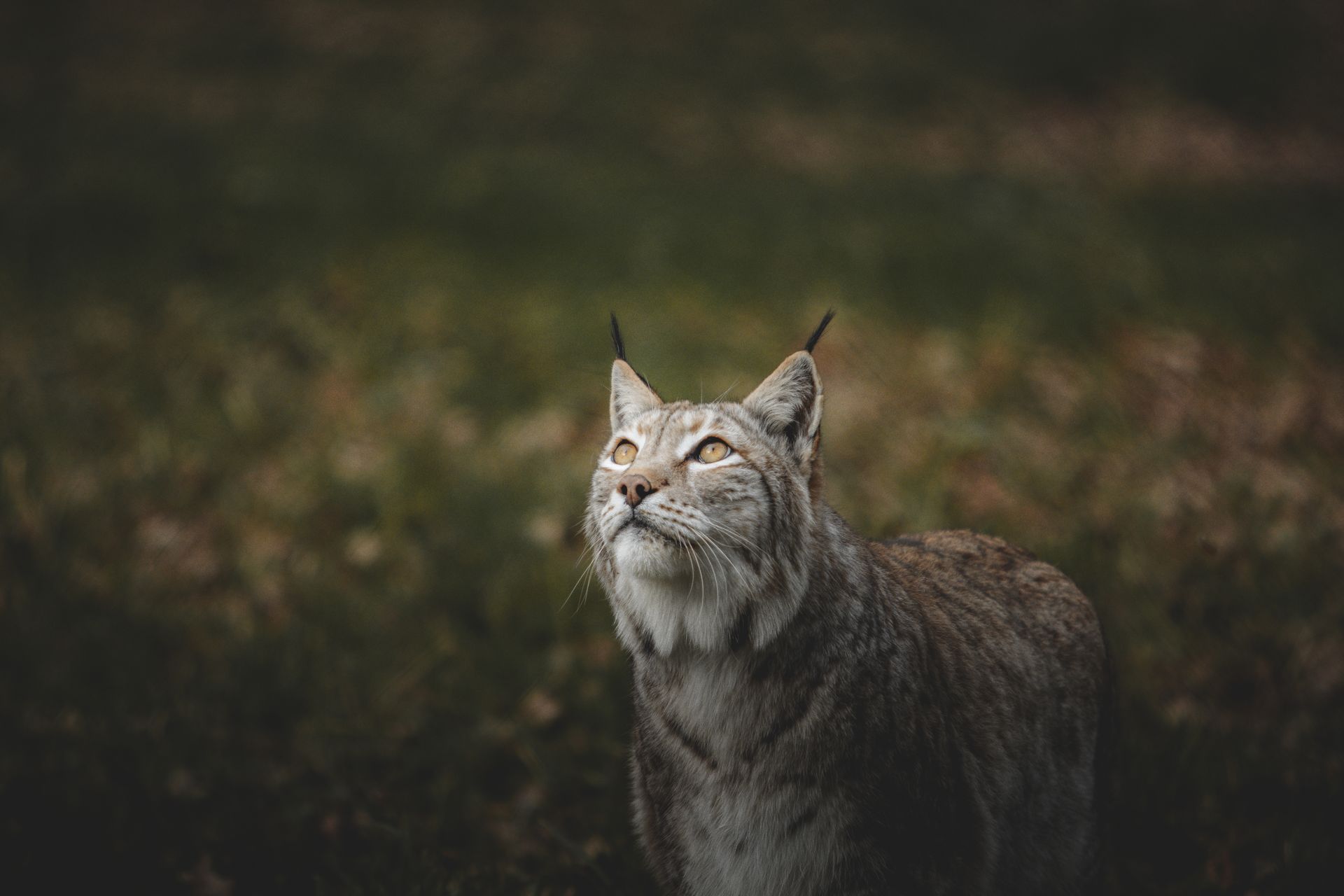 Cute wild furry cat sitting and attentively gazing in sky while hunting bird on green lawn on gloomy weather in evening