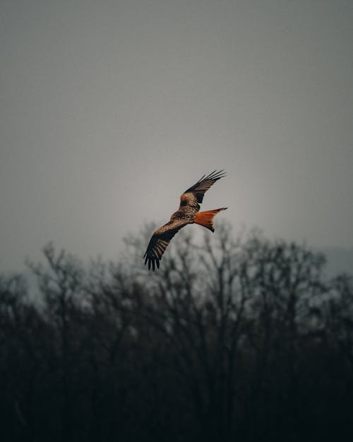Free Soft focus of wild vulture spreading wings with colorful feathers soaring and hunting high above tops of trees in dark sky in foggy weather Stock Photo