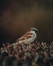 Gray bird sitting in nest in woods