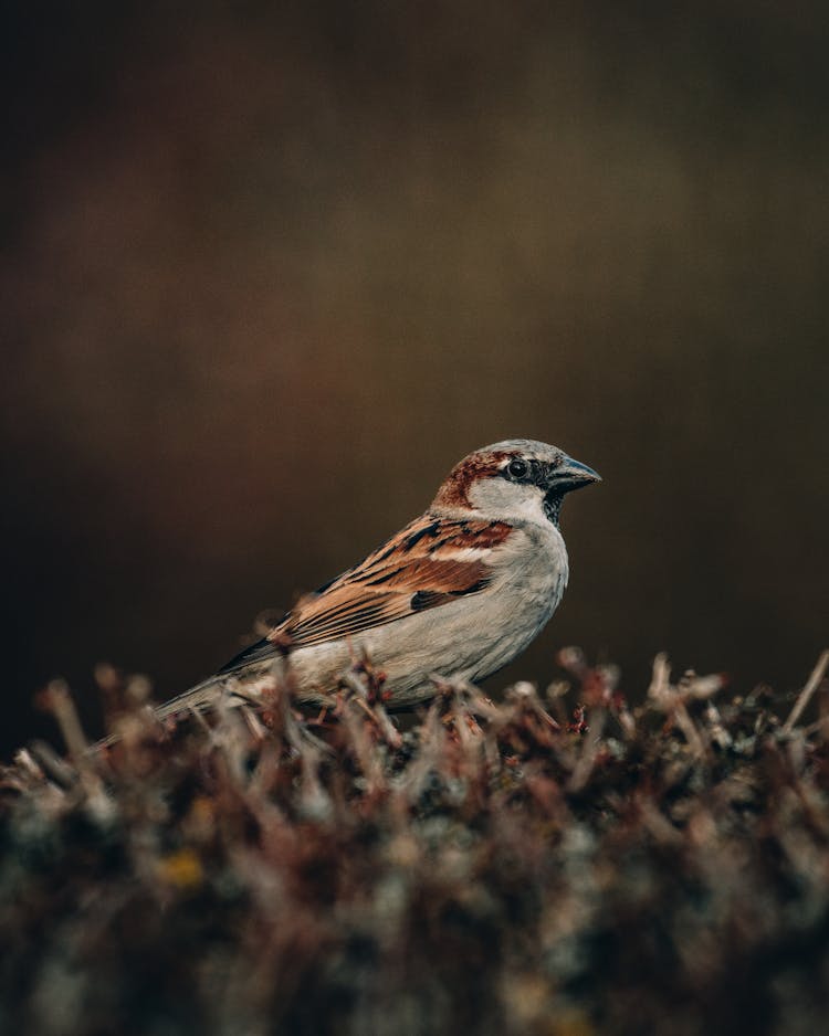 Gray Bird Sitting In Nest In Woods