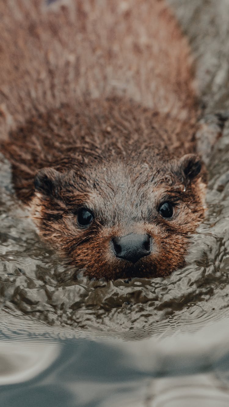 Cute Wild Otter Swimming In Lake