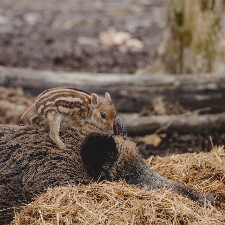 Wild Boar With Cub On Back