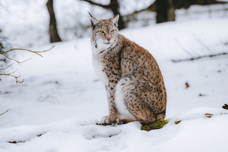 Fluffy Lynx Sitting In Snow