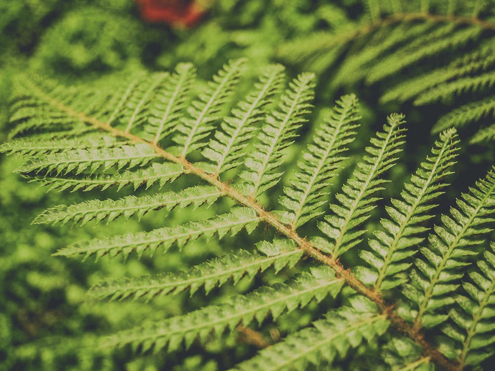 Free Green Leaf Plant Stock Photo