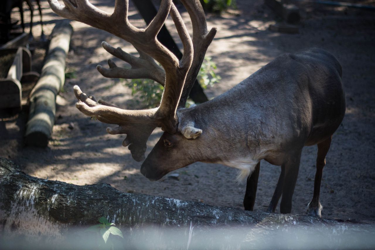 a captivating image of a reindeer with impressive antlers in a forest