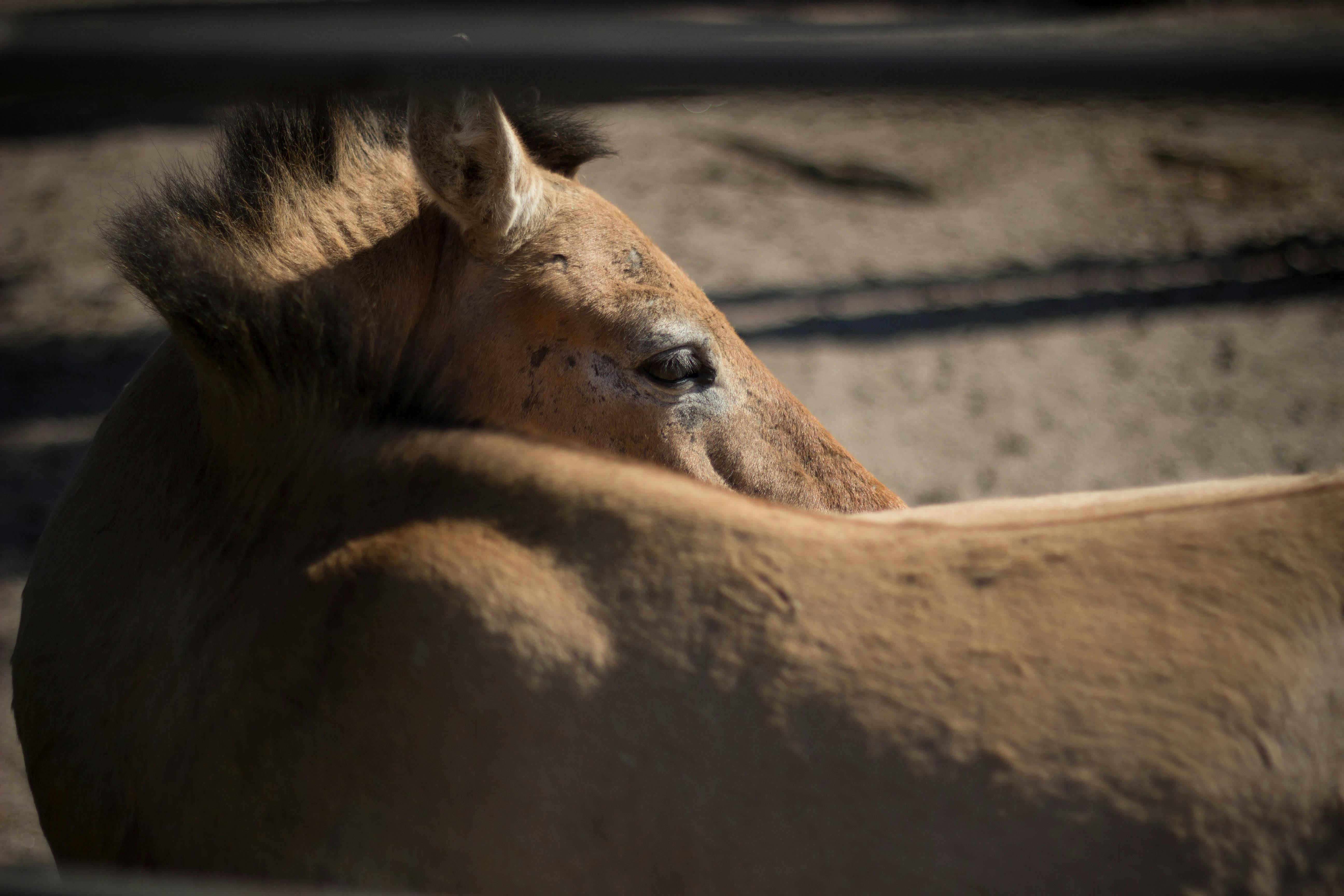 Intimate portrait of a wild horse in a rural setting, showcasing natural beauty and serenity.