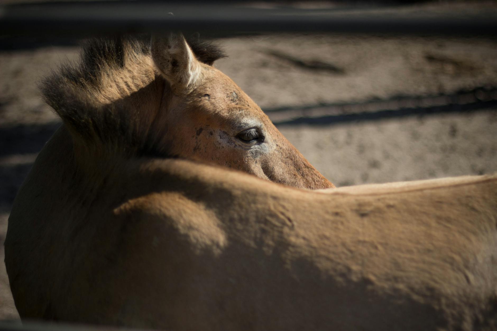 Intimate portrait of a wild horse in a rural setting, showcasing natural beauty and serenity.