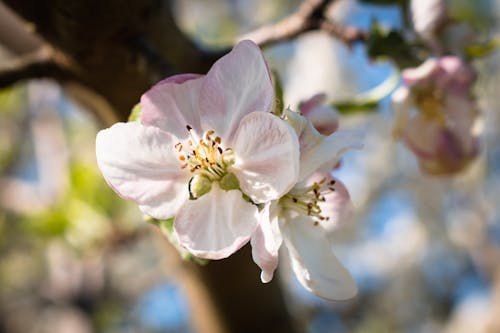 Close Up Photography of a Flower