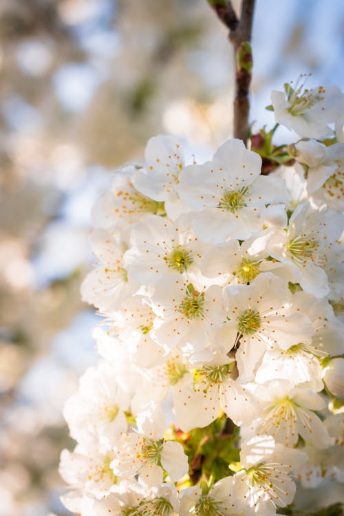 White Cherry Blossom in Close Up Photography