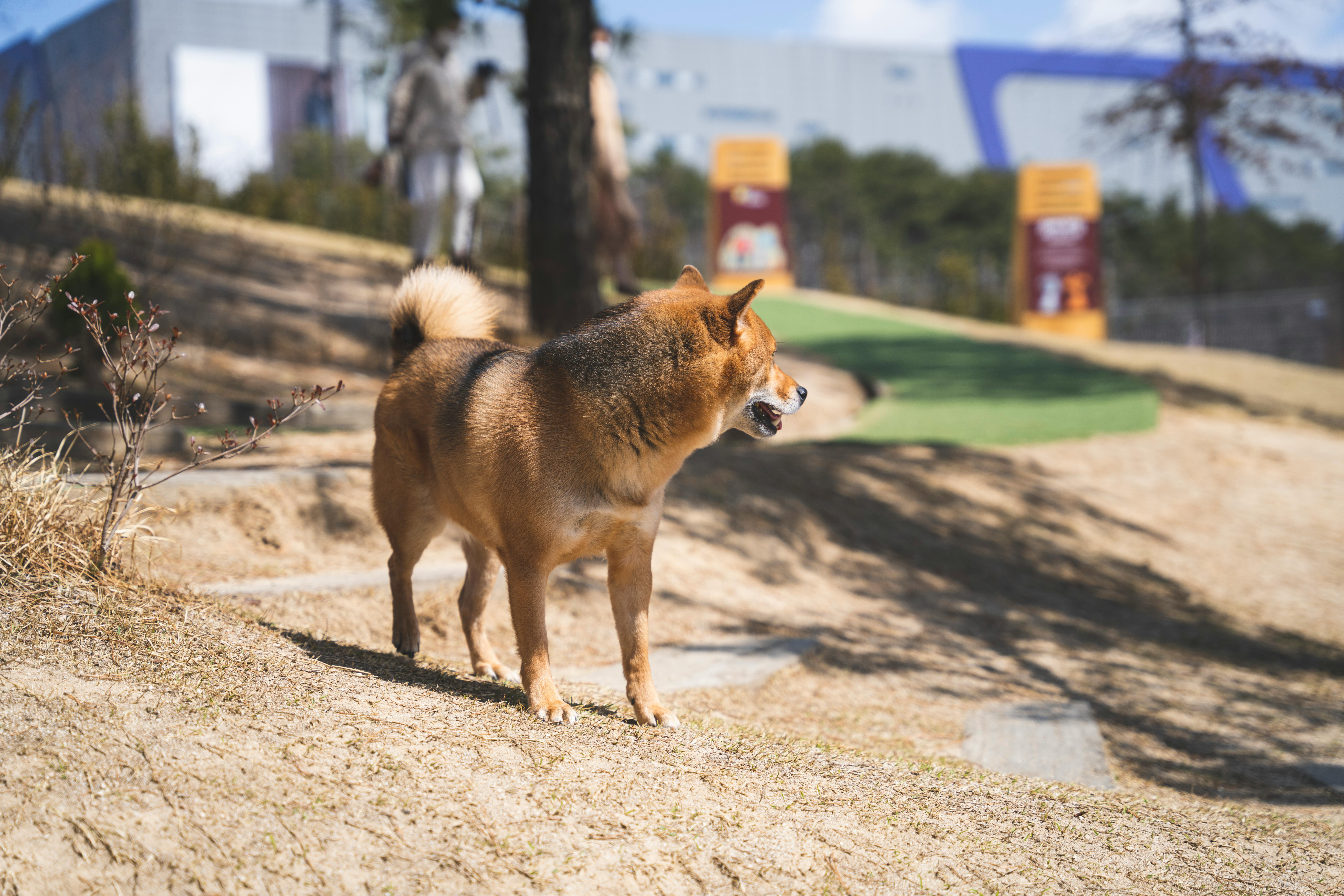 Εκπαίδευση Shiba Inu: Πλήρης Οδηγός για Πεισματάρες Ψυχές