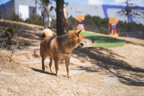 Photo of a Brown Dog