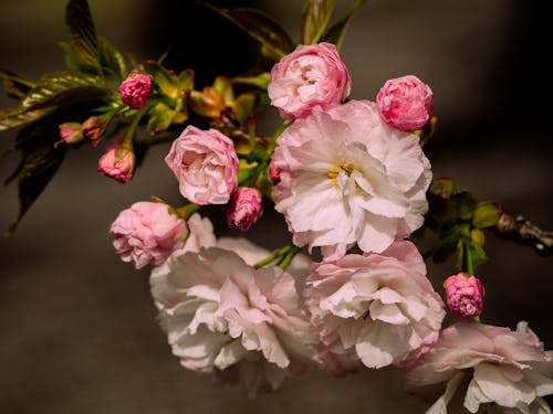 ฟรี คลังภาพถ่ายฟรี ของ กลีบดอก, ก้าน, การถ่ายภาพดอกไม้ คลังภาพถ่าย