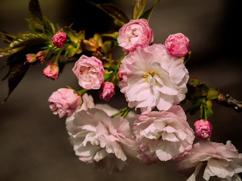 Kostnadsfri bild av bakgrund, blomfotografi, blomning