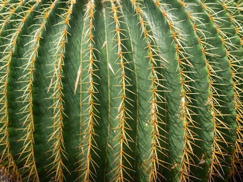 Free Close-up Photo of a Cactus Stock Photo