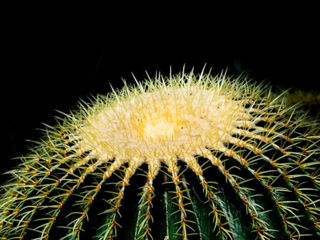 Detailed close-up of a Golden Barrel Cactus showcasing its sharp needles.