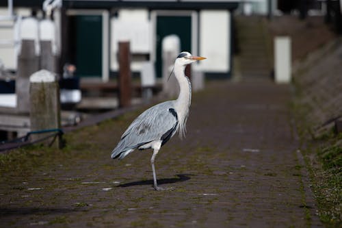 Grey Heron on Stone Pavement