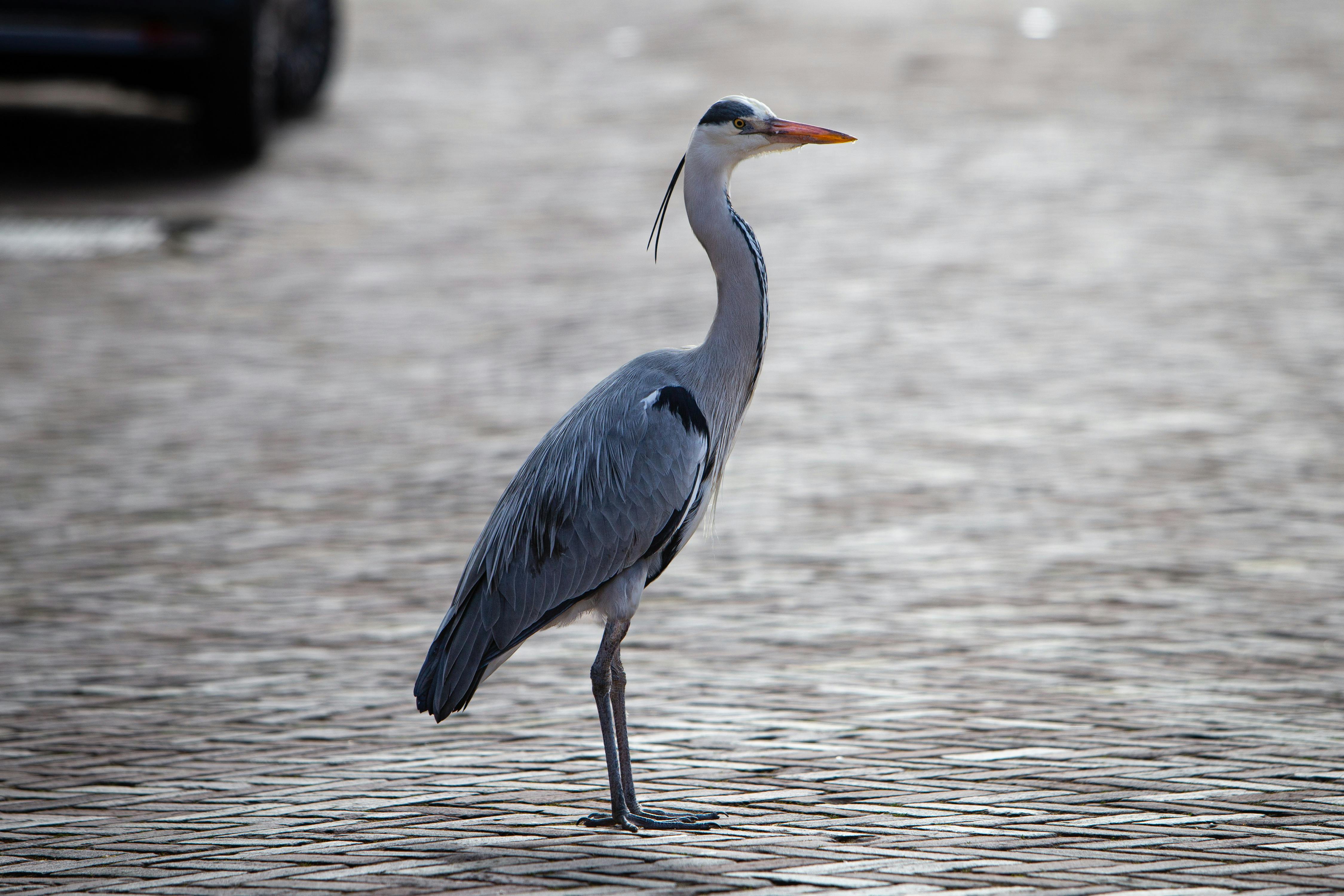 gray heron on the street